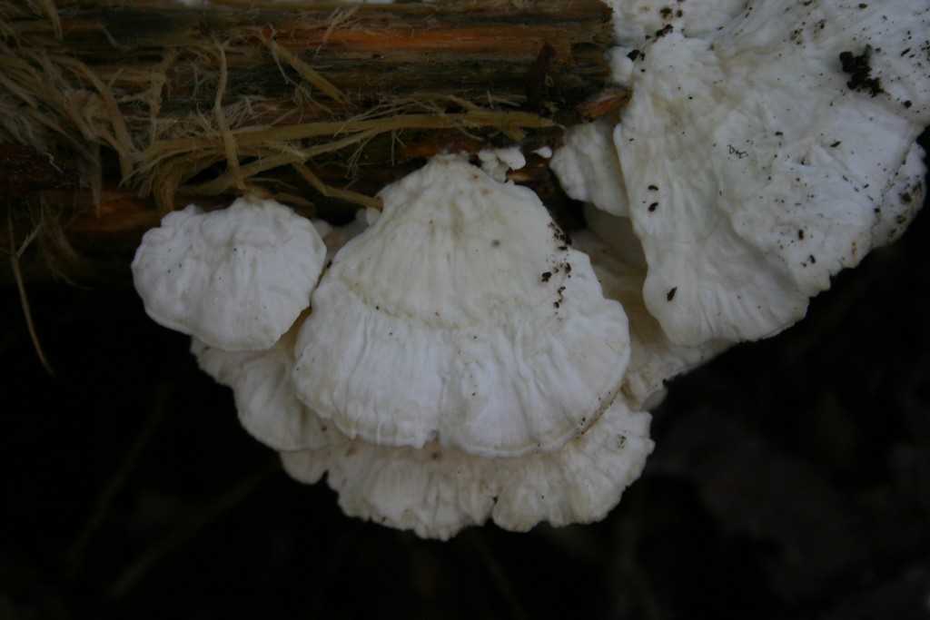 da determinare1 (Trametes pubescens)